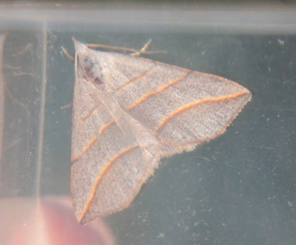 Colobochyla salicalis - Erebidae